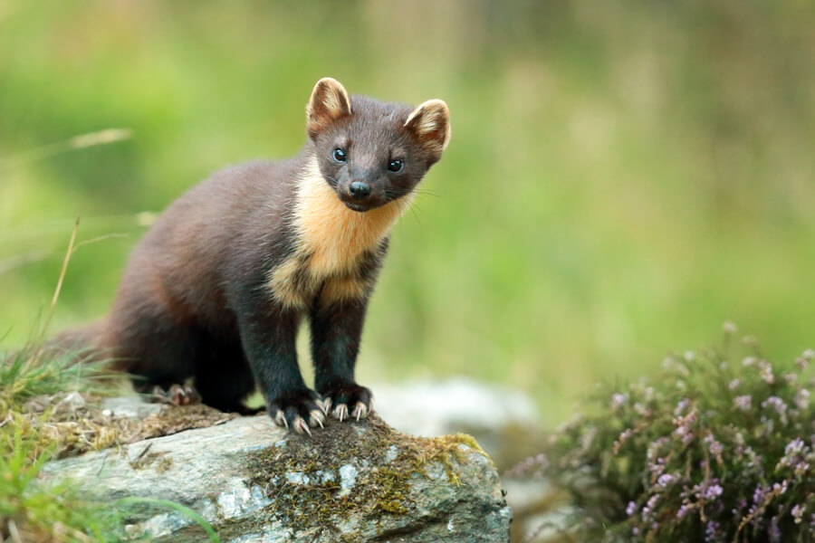pine-marten-accommodation-scotland Highland Cow, Isle of Skye
